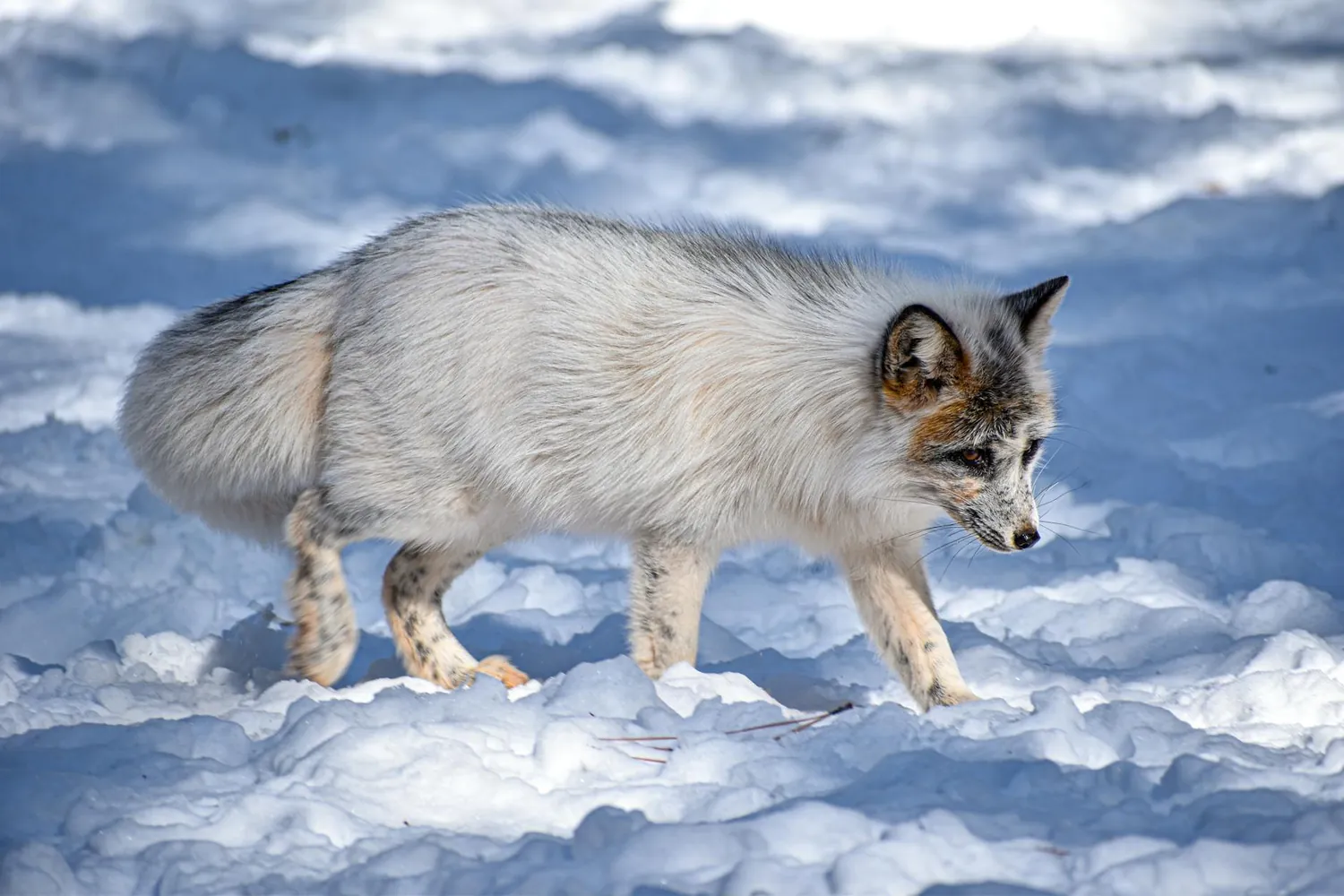 Research Insights into Arctic Fox Adaptability and Its Environmental Challenges