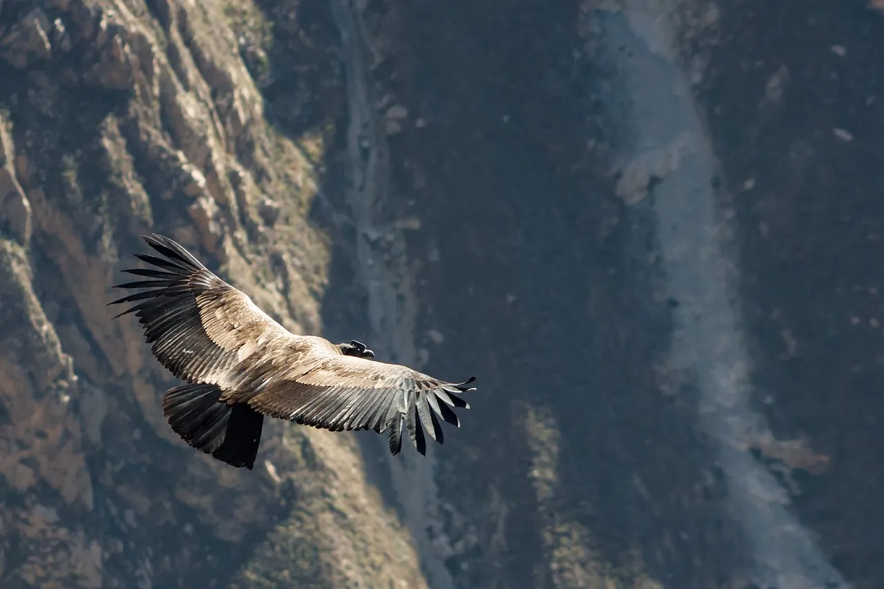 The Power of Community in Revitalizing California's Iconic Condor Population